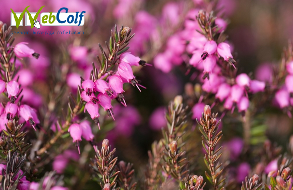 images/Immagine%20erica.png images/Immagine%20erica.png